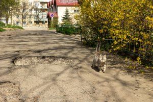 микрорайон "Северный" в Бендерах